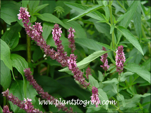 The pink of the floret contrasts with the darker red of the sepals.